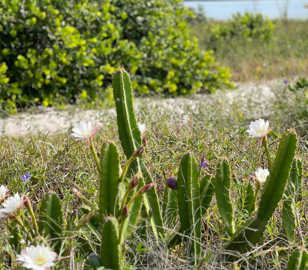 Em Vera Cruz, Mandacaru da praia frutifica na primavera