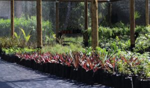 Reflorestar para renascer: Village Itaparica inaugura Viveiro Educador e Centro de Reciclagem na Semana do Meio Ambiente