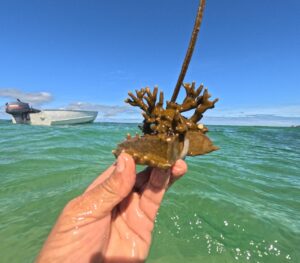 Projeto Mares retoma ações de restauração coralínea e Educação Ambiental na Ilha de Itaparica