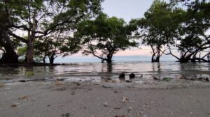 Ação de educação ambiental celebra o Dia do Manguezal na Ilha de Itaparica
